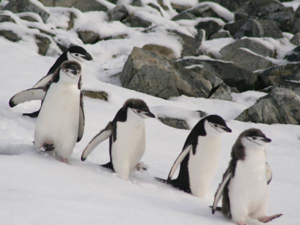 Antarctic Peninsula Cruises