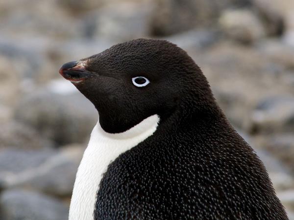 Antarctic Peninsula crossing the Polar Circle cruise