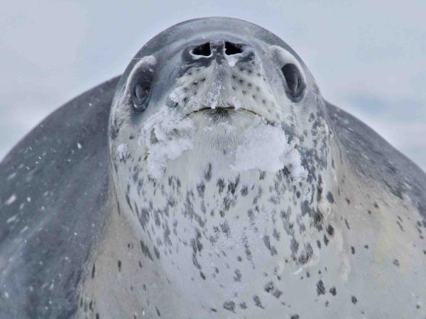 Antarctic Peninsula crossing the Polar Circle cruise