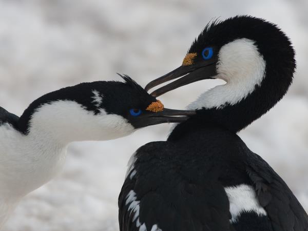 Antarctic Peninsula crossing the Polar Circle cruise