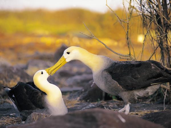 Galapagos & Ecuador tailor made vacations
