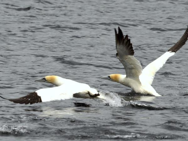 Southern Hebrides and Sea Lochs of Argyll cruise