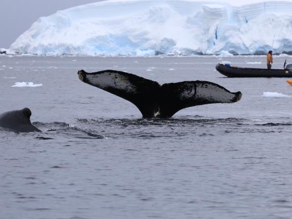 Antarctic Peninsula crossing the Polar Circle cruise