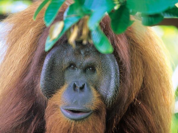 Luxury beach vacation in Borneo & Orangutans