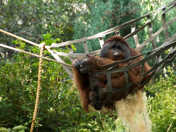 Luxury beach vacation in Borneo & Orangutans
