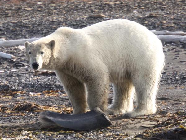 Arctic sailing voyages, North Spitsbergen