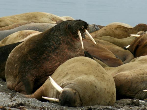 Arctic sailing voyages, North Spitsbergen