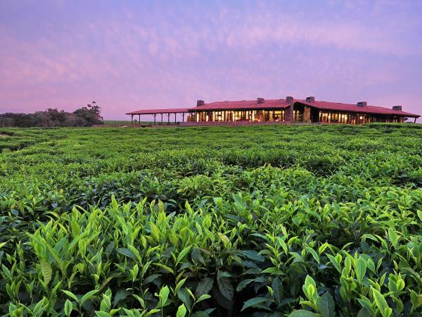 Gorilla safari & vacation in Rwanda, tailormade
