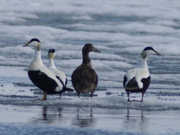 Arctic sailing voyages, North Spitsbergen