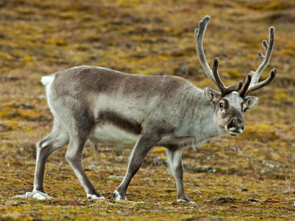 Arctic sailing voyages, North Spitsbergen