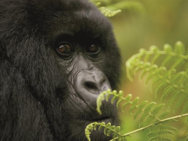 Gorilla safari & vacation in Rwanda, tailormade