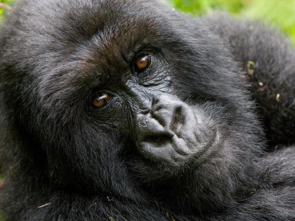 Gorilla safari & vacation in Rwanda, tailormade