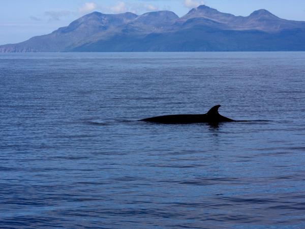 Skye and the Small Isles cruises, Scotland