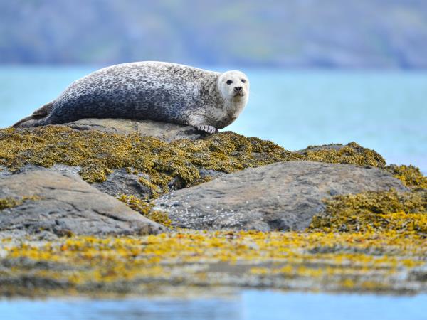 Autumn Inner Hebrides cruise, Scotland