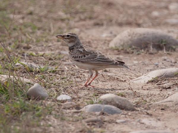 India bird watching vacation in the Himalayas