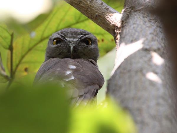 India bird watching vacation in the Himalayas