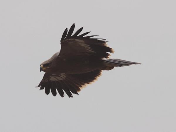 India bird watching vacation in the Himalayas