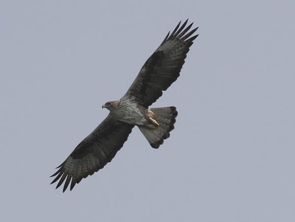 India bird watching vacation in the Himalayas