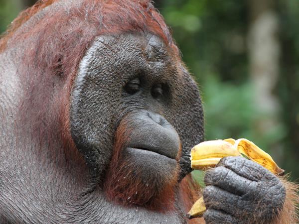 Indonesia vacation, orangutans and culture