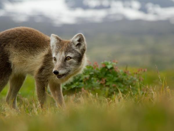 Iceland hiking vacation, West Fjords