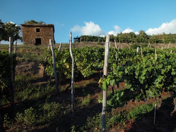 Istrian Peninsula biking vacation, Croatia