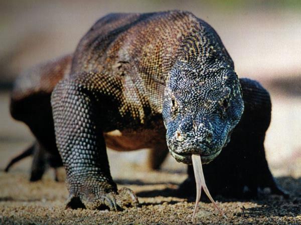 Komodo and Flores vacation in Indonesia