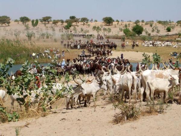 Gerewol Festival in Chad