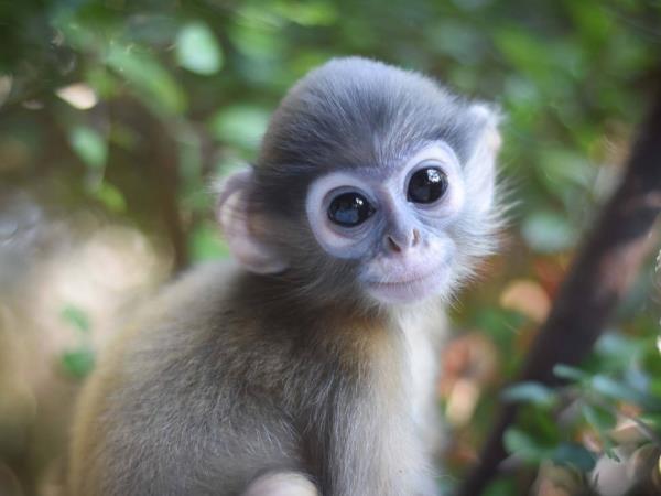 Volunteering Thailand, wildlife rescue centre