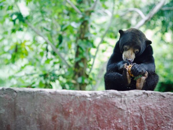 Volunteering Thailand, wildlife rescue centre