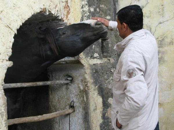 Horse riding tours in Rajasthan, India