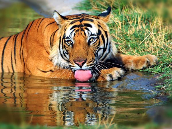 Wildlife photography vacation in India