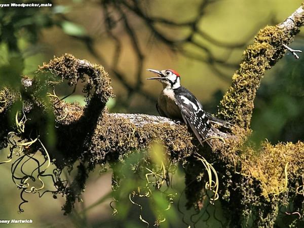 India bird watching vacation in the Himalayas