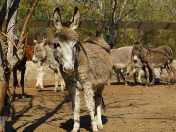 Animal rescue volunteering in India
