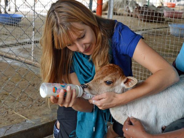 Animal rescue volunteering in India