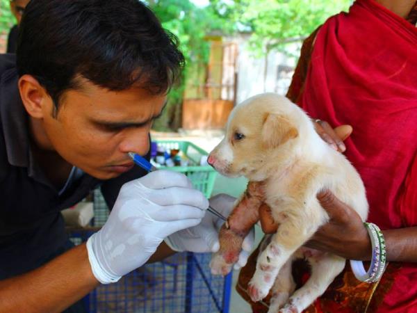 Animal rescue volunteering in India