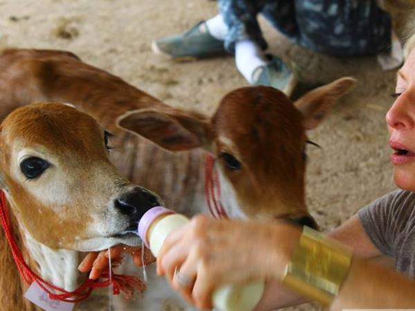 Animal rescue volunteering in India
