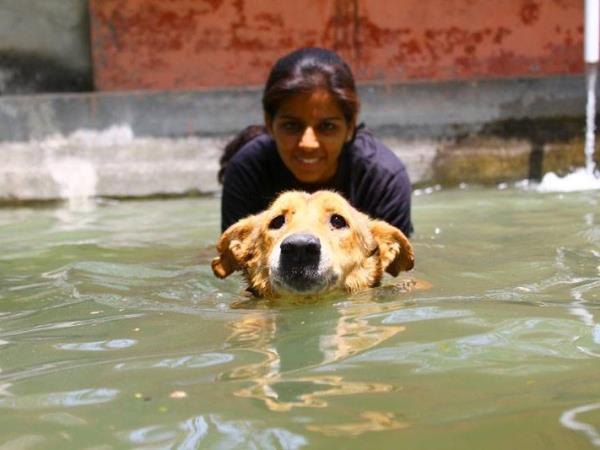 Animal rescue volunteering in India