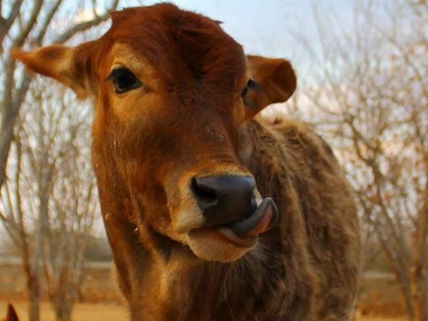 Animal rescue volunteering in India