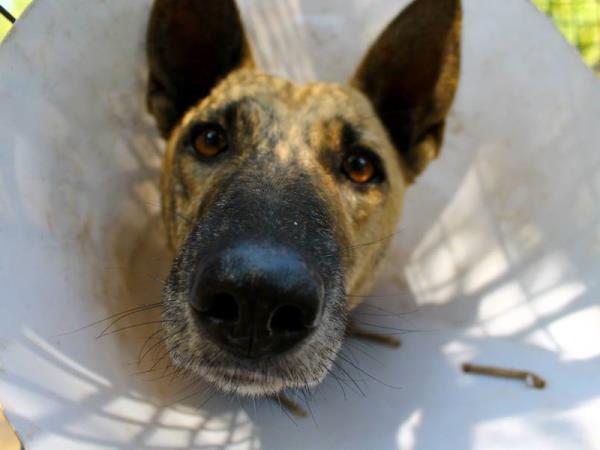 Animal rescue volunteering in India