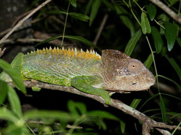 Madagascar conservation volunteering vacation