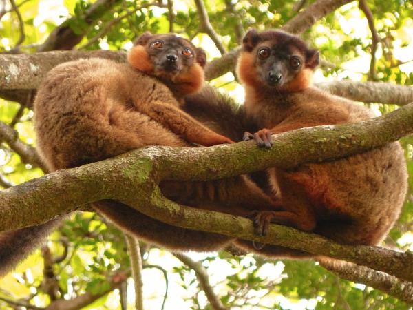 Madagascar conservation volunteering vacation