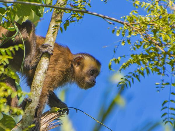 Jungle conservation & research, Peru