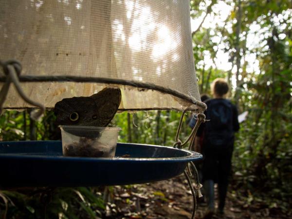 Jungle conservation & research, Peru