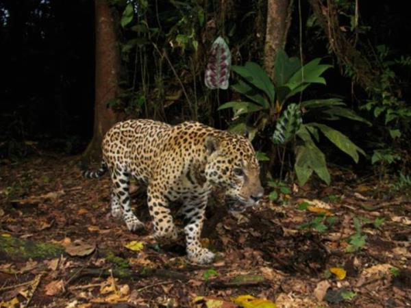 Jungle conservation & research, Peru