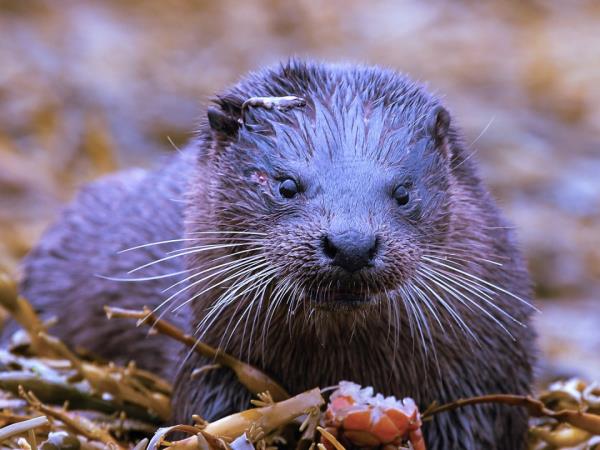 Wildlife vacation in the Isle of Mull, Scotland