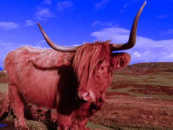 Scotland island hopping vacation, car free