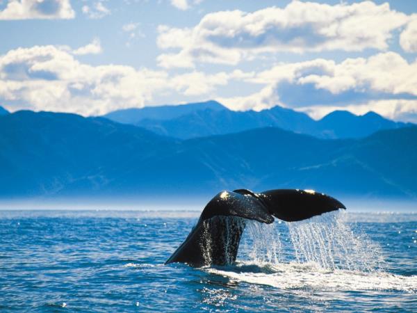 Nature tour in New Zealand