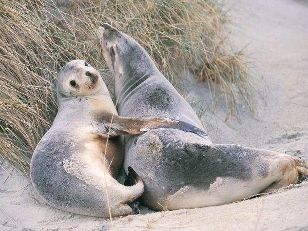 Nature tour in New Zealand