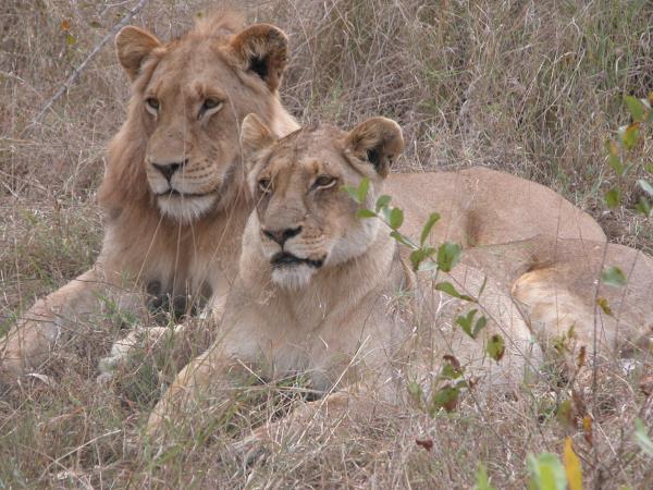 Sabi Sands safari in South Africa & luxury Mauritius beach stay