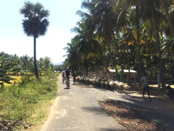Kerala & Tamil Nadu mountain biking vacations, Western Ghats